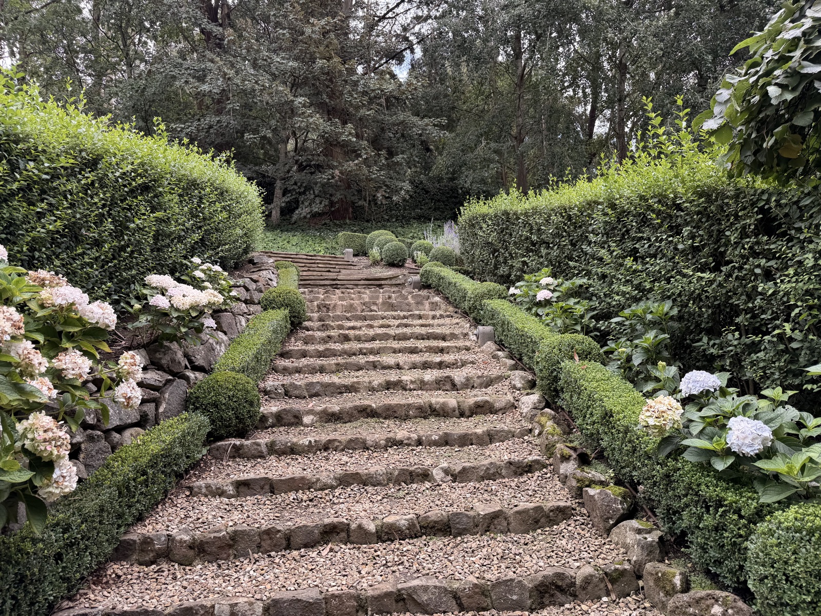 Stone steps flanked by box hedges and hydrangeas leading up through the garden at Thorley Park